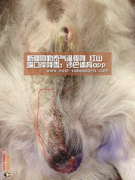 沙巴体育官网
